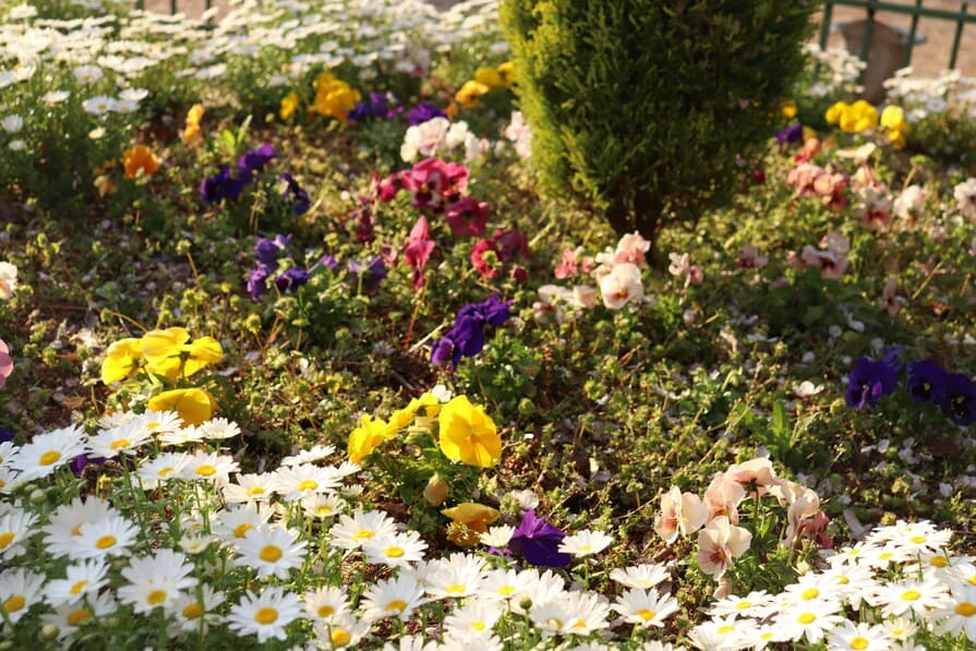 Buntes Blumenbeet mit weißen Margeriten im Vordergrund und gelben, violetten sowie rosafarbenen Stiefmütterchen rund um einen kleinen grünen Strauch, aufgenommen bei warmem Sonnenlicht.